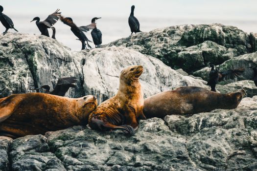 A group of seals and birds bask on a rocky shoreline, capturing the essence of coastal wildlife.