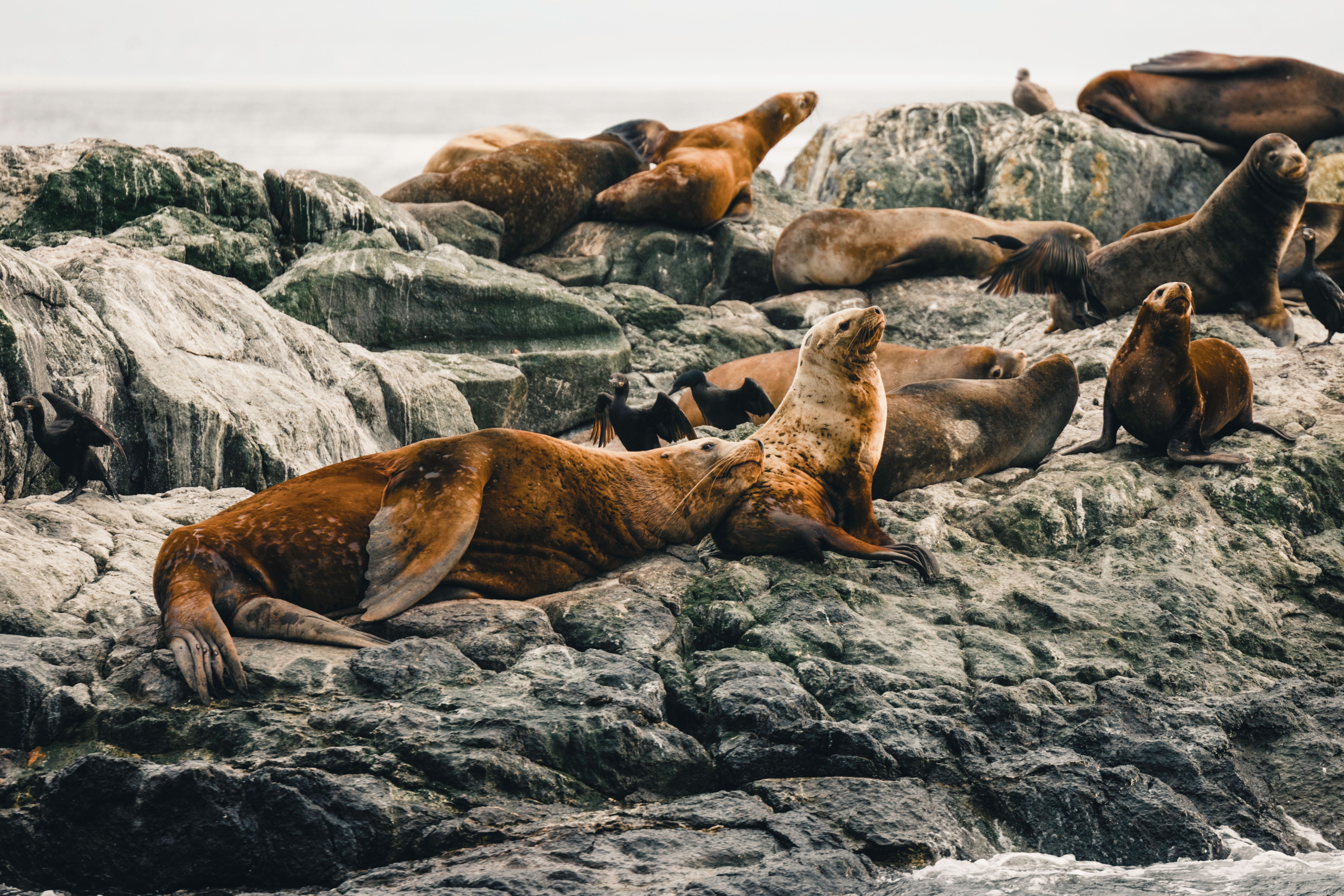 people watching sea lion