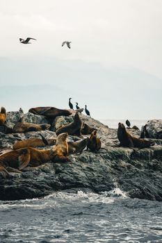 Sea lions resting on rocks with birds flying overhead, captured on a misty day.