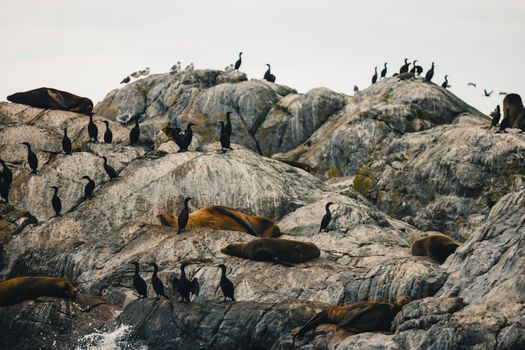 Sea lions and seabirds rest on rocky cliffs by the ocean. Nature in harmony.