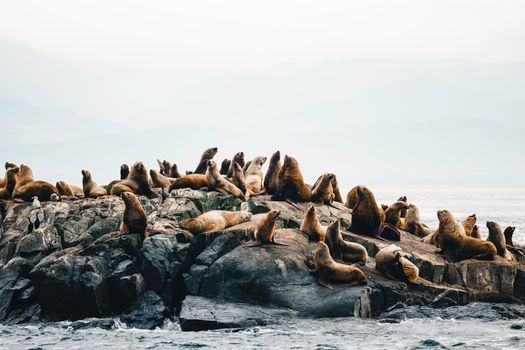 A group of sea lions basking on rocky shores against a misty sea backdrop.
