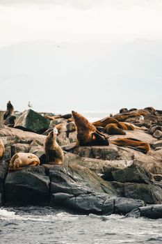 Group of seals lounging on a rocky shore by the ocean, under a cloudy sky.