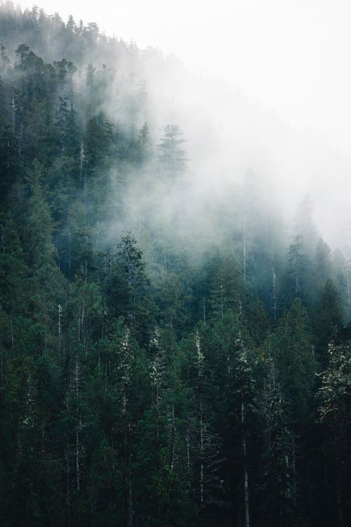Free Serene misty forest view in Tofino, British Columbia, perfect for nature and hiking enthusiasts. Stock Photo