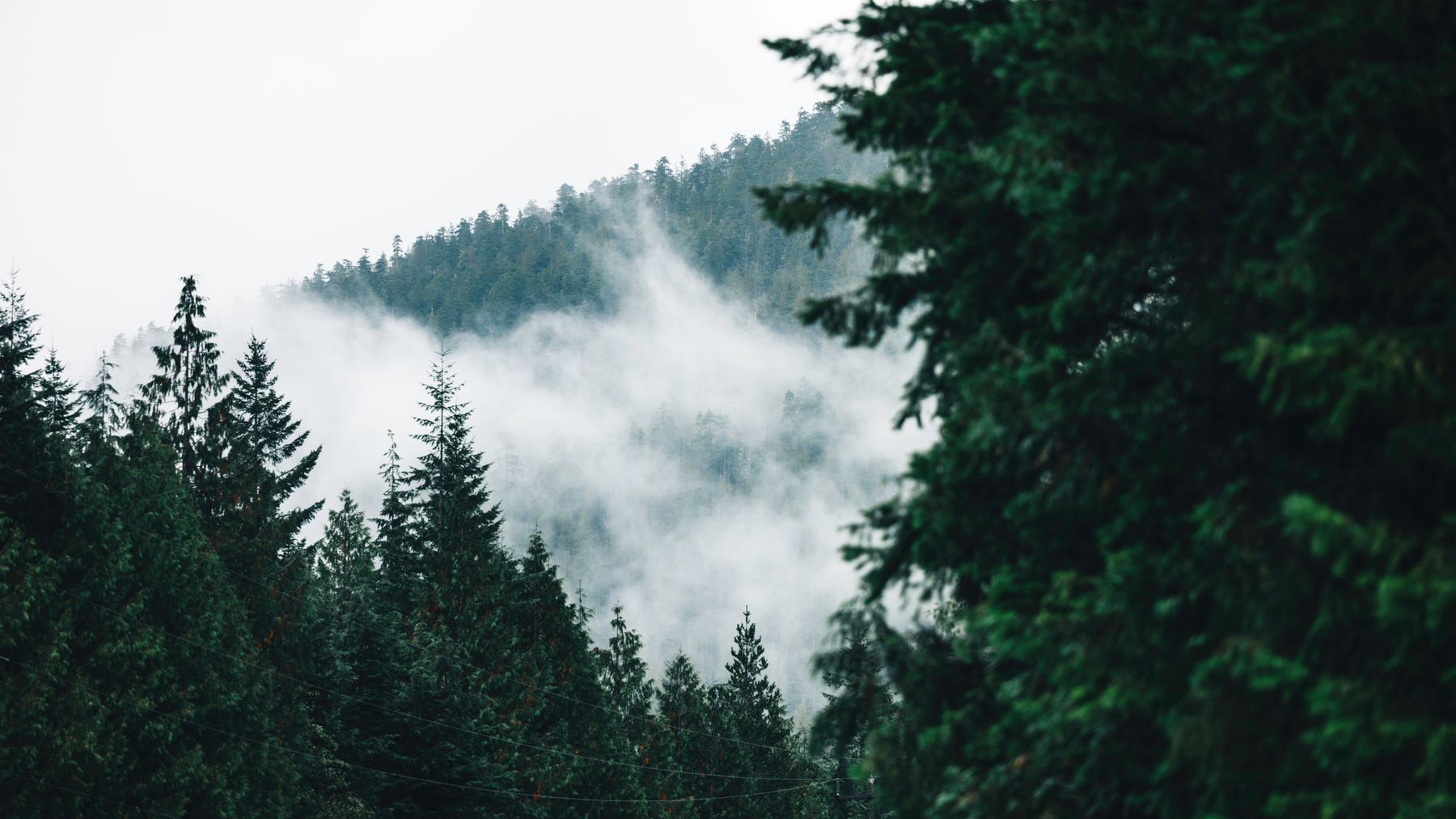 Explore the serene misty forest of Tofino, British Columbia, enveloped in rich greenery and tranquil atmosphere.