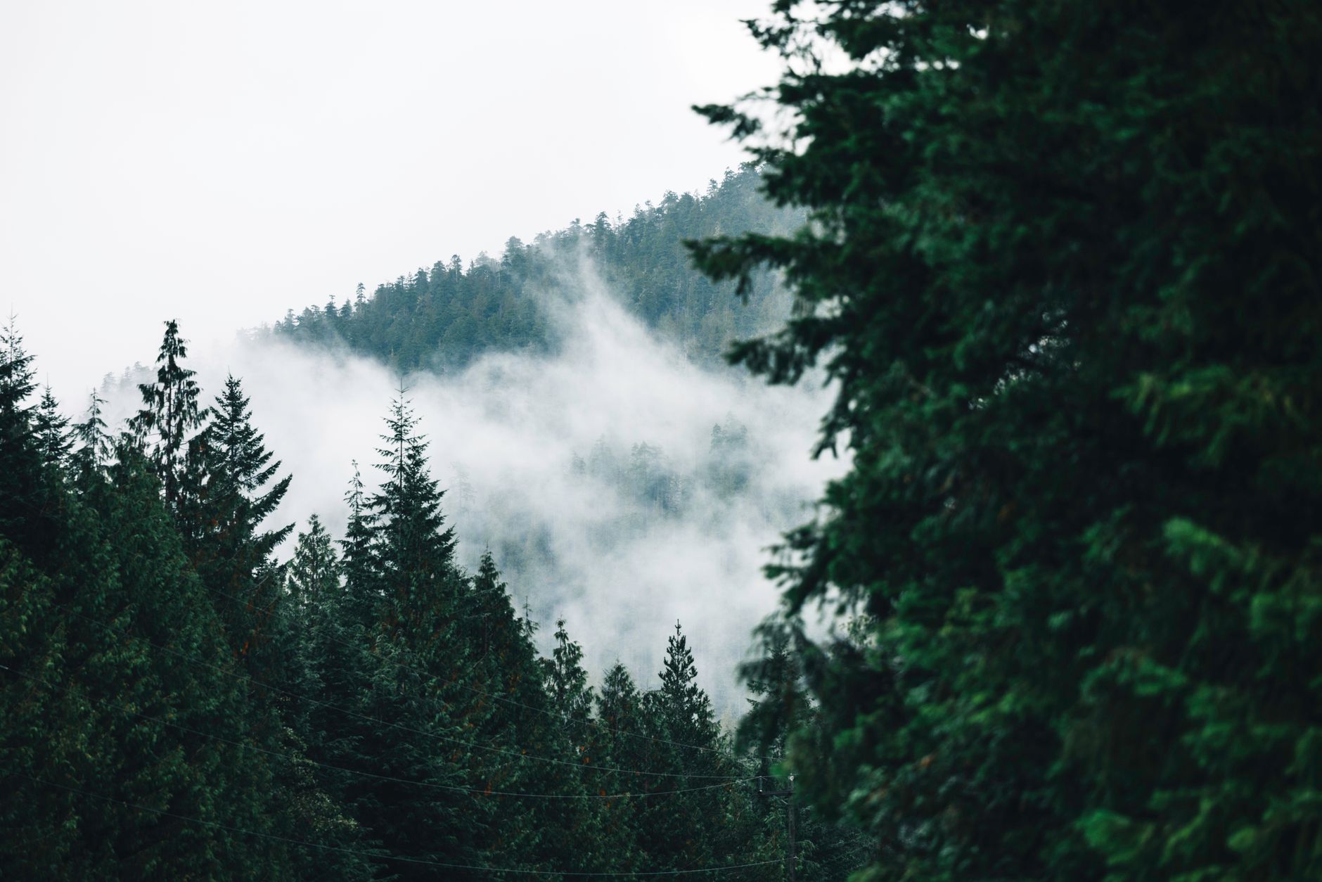 Explore the serene misty forest of Tofino, British Columbia, enveloped in rich greenery and tranquil atmosphere.
