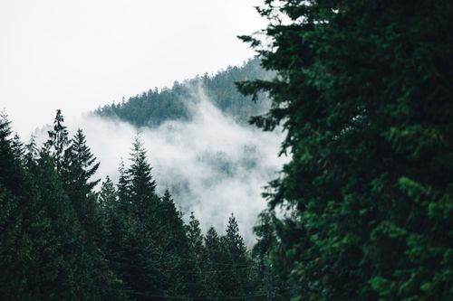 Free Explore the serene misty forest of Tofino, British Columbia, enveloped in rich greenery and tranquil atmosphere. Stock Photo