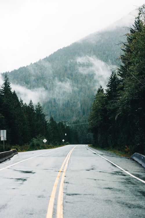 Free A peaceful, mist-covered road winds through the lush forest of Tofino, British Columbia. Stock Photo