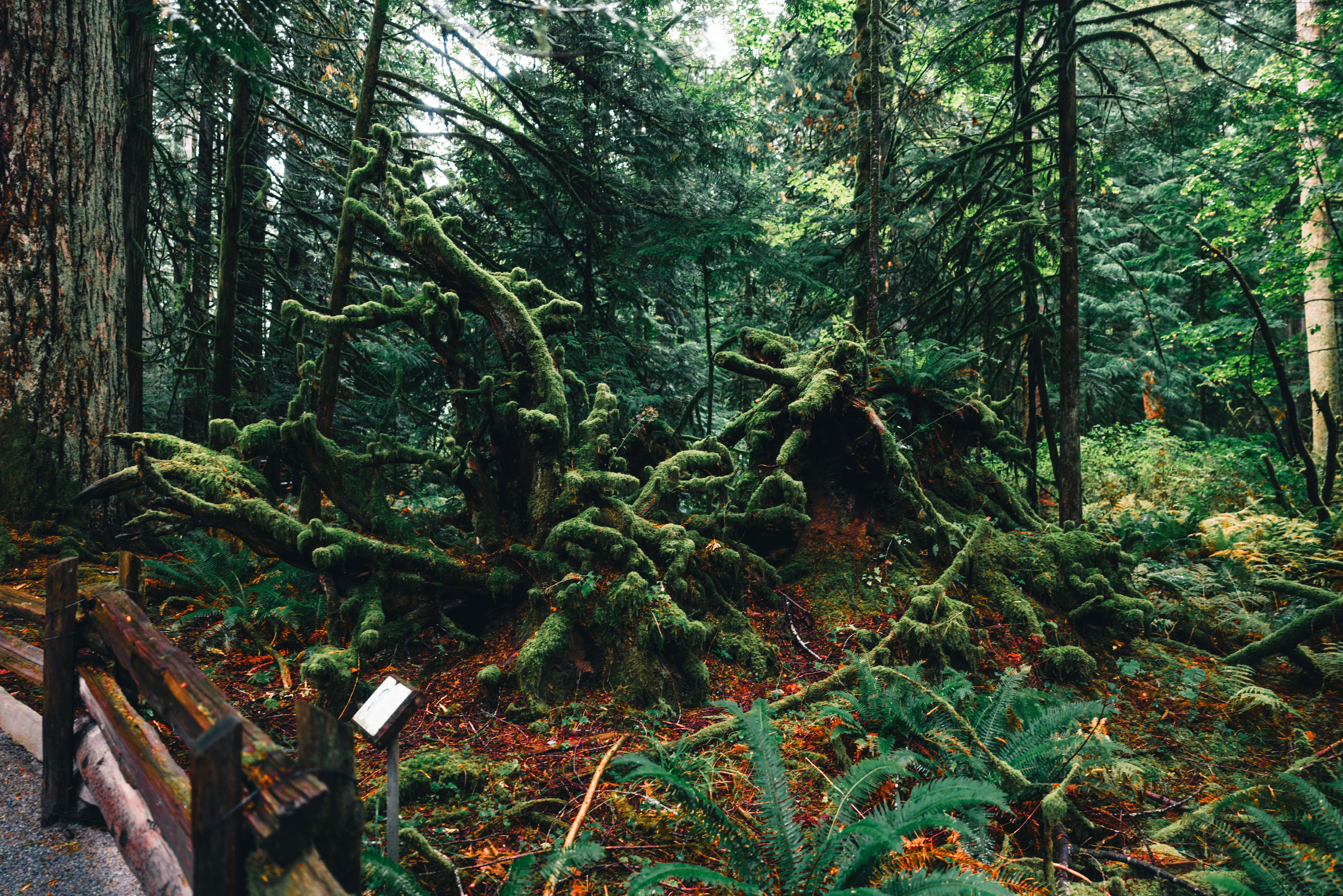 Discover the lush greenery and mossy roots of a forest in Tofino, BC, Canada.