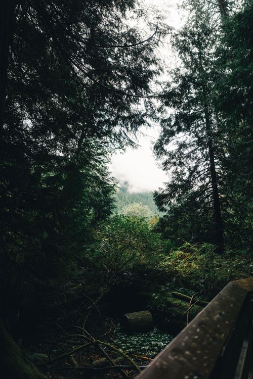 Free Serene view of lush forest in Tofino, BC, capturing the essence of nature and tranquility. Stock Photo