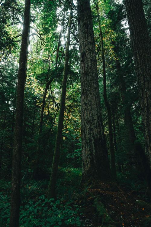 Free Explore the dense, vibrant forest of Tofino, British Columbia, showcasing towering trees and rich foliage. Stock Photo