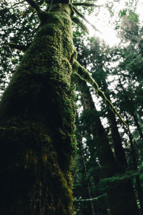 Free Explore the lush moss-covered trees of Tofino, British Columbia's enchanting wilderness. Stock Photo
