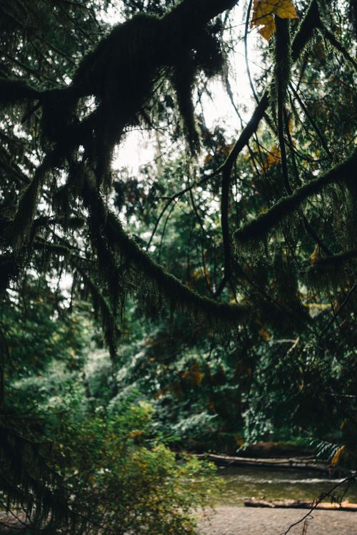 Free Explore the lush, moss-covered branches in Tofino's vibrant forest, British Columbia, capturing nature's serene beauty. Stock Photo