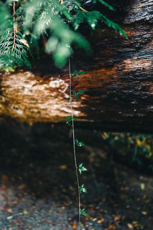 Free Close-up of a vibrant vine growing over a fallen log in Tofino's lush forest. Stock Photo