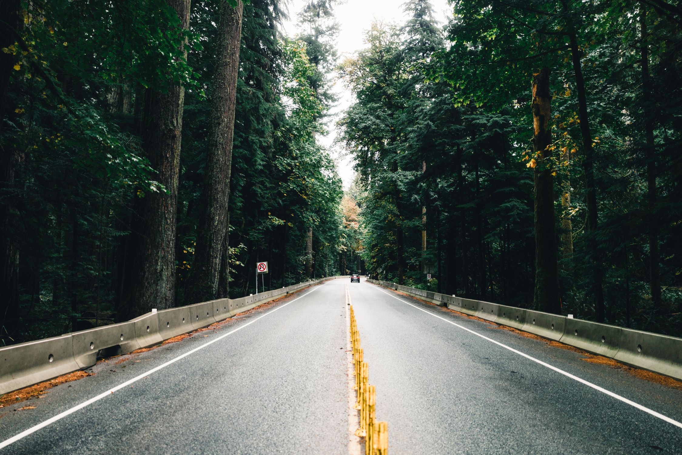Lush forest road in Tofino, British Columbia, perfect for nature adventures and road trips.