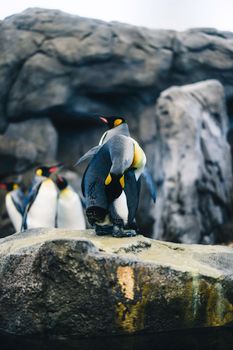 penguin photo