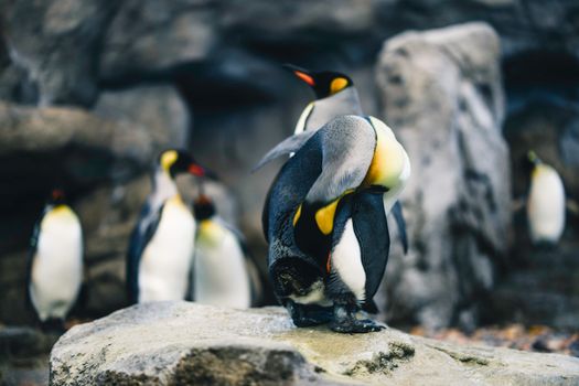 A group of king penguins stand on rocks, showcasing vivid colors and natural behavior.