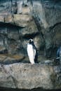 Gentoo Penguin in a Rocky Habitat