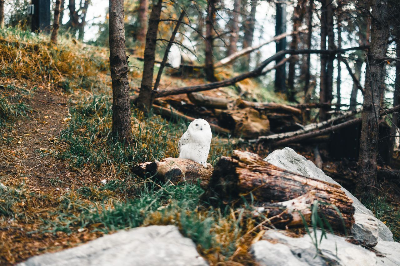 captivating snowy owl perched in a serene forest setting near calgary