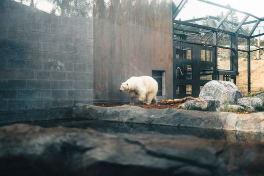 Polar bear in a naturalistic zoo habitat enclosure during daytime at Calgary Zoo.