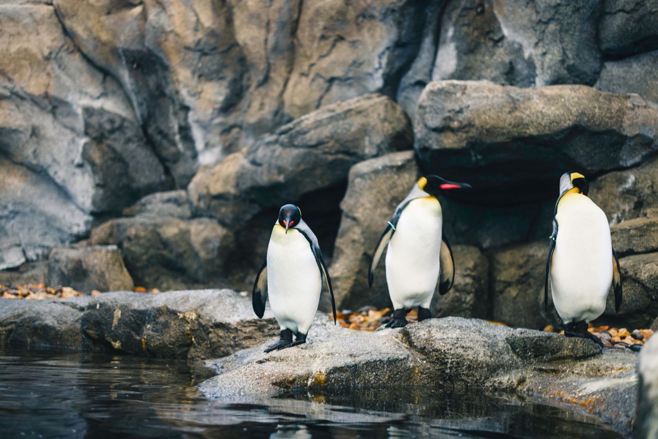 three king penguins are standing by rocky terrain at a zoo exhibit
