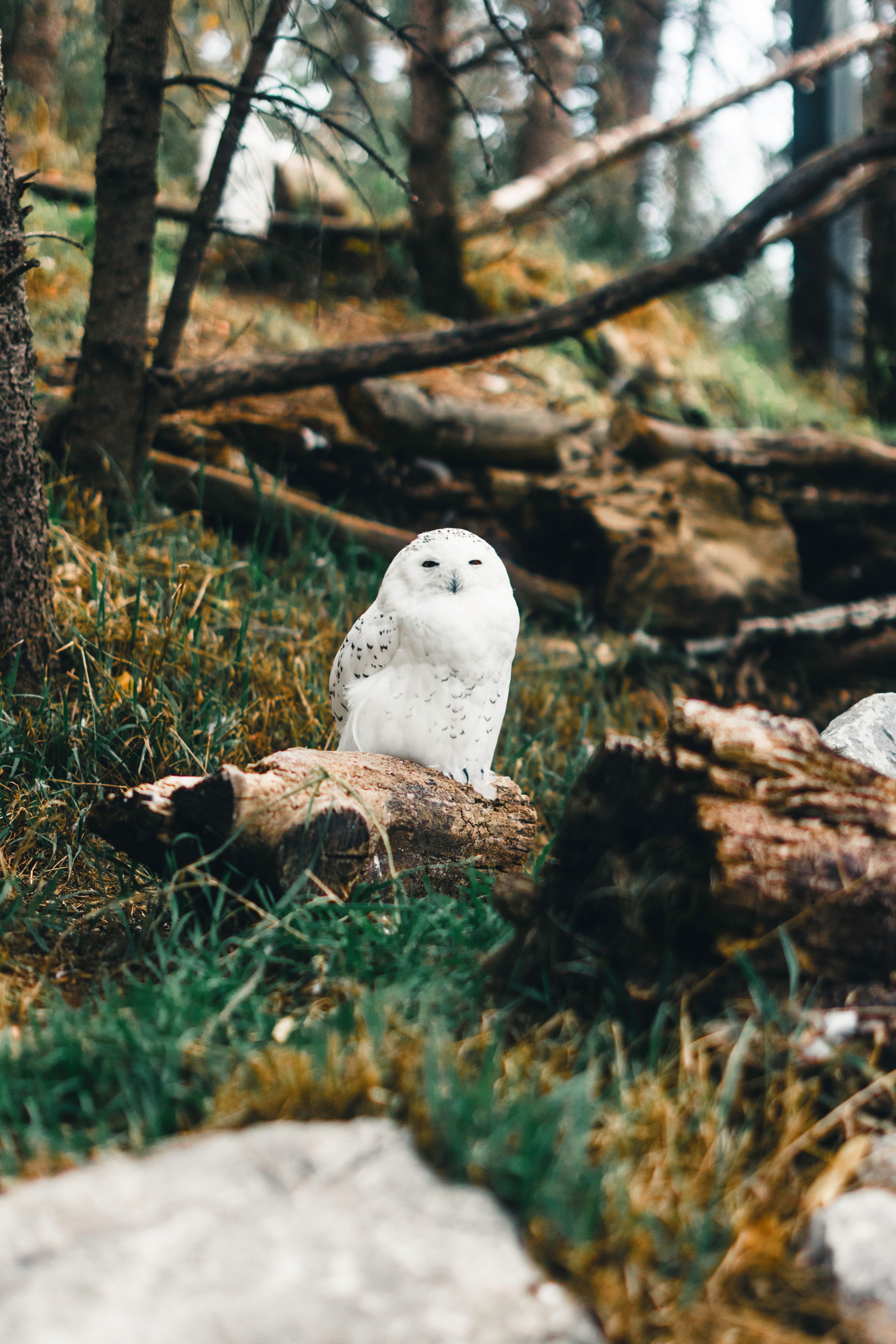 Snowy owl perched on a log in a serene forest in Alberta, Canada.