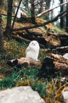 Snowy owl perched on a log in a serene forest in Alberta, Canada.
