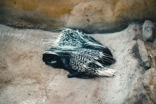 Free A porcupine resting on a rocky surface at Calgary Zoo in Alberta, Canada. Stock Photo