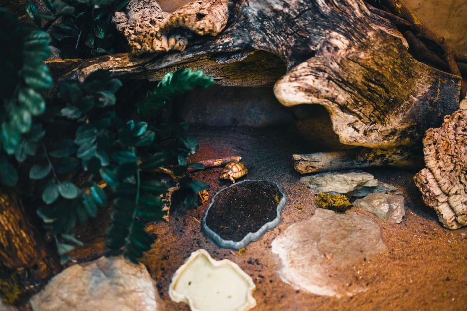 A small tortoise in a naturalistic terrarium with plants and stones.