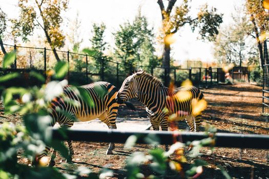 Two zebras in a foliage-rich zoo enclosure during fall at Calgary Zoo.
