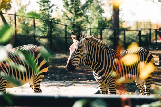 Two zebras captured in an outdoor enclosure at the Calgary Zoo on a sunny autumn day.