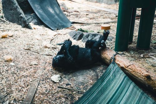 Free A chimpanzee enjoys a playful moment in its zoo habitat, showcasing its freedom and energy. Stock Photo