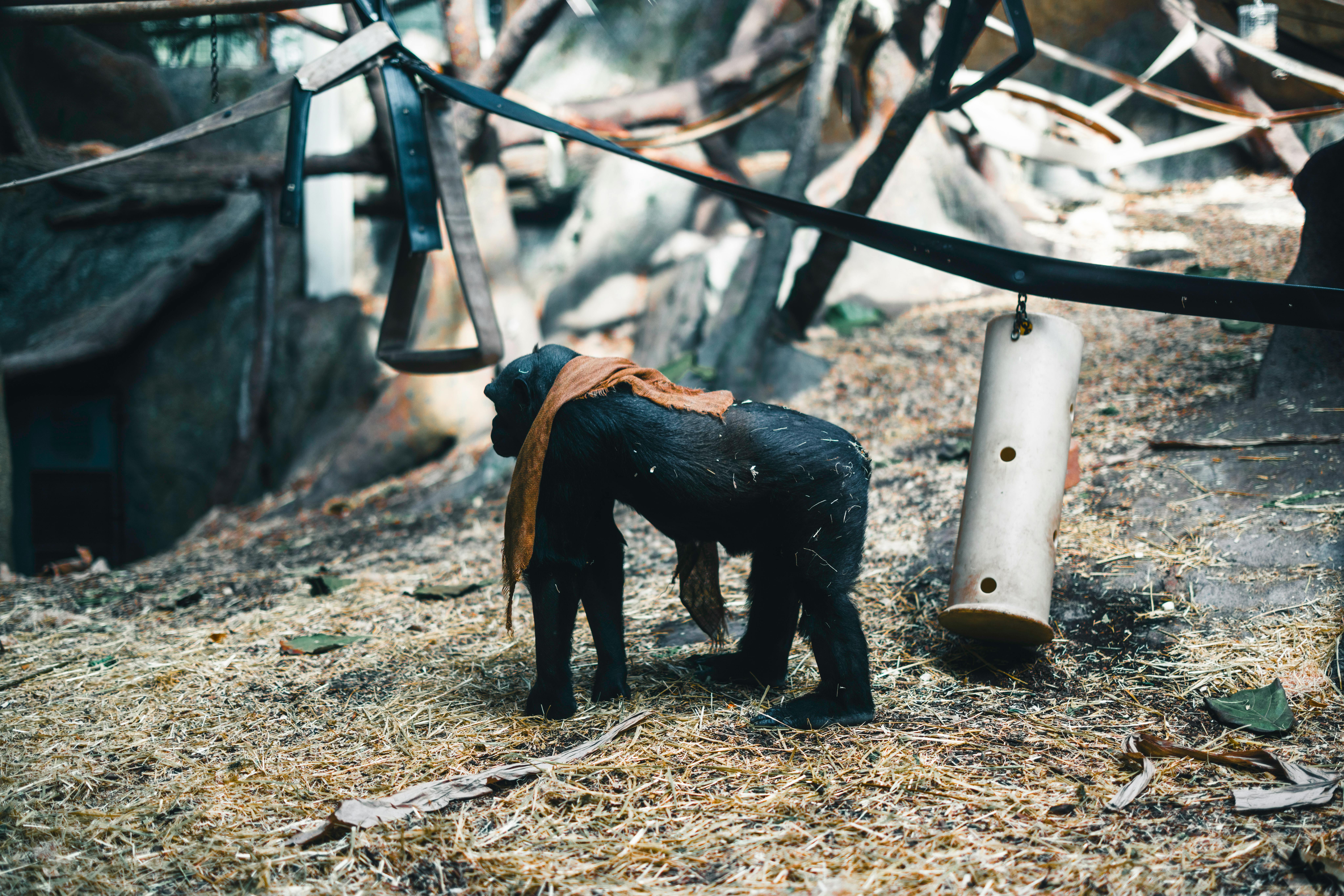 A young chimpanzee explores an outdoor zoo enclosure in Calgary.