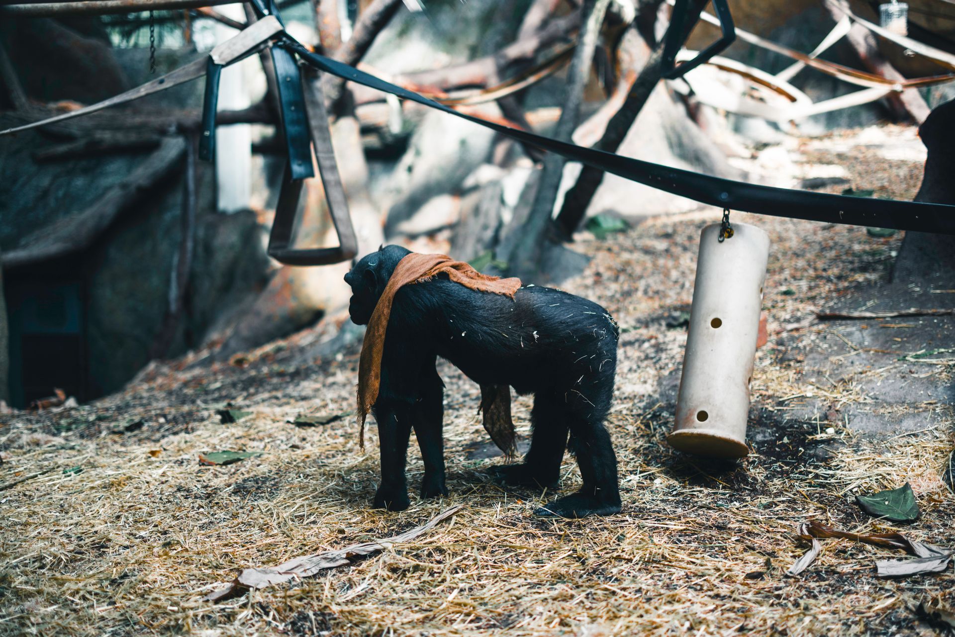 A young chimpanzee explores an outdoor zoo enclosure in Calgary.