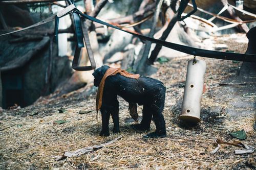 Free A young chimpanzee explores an outdoor zoo enclosure in Calgary. Stock Photo