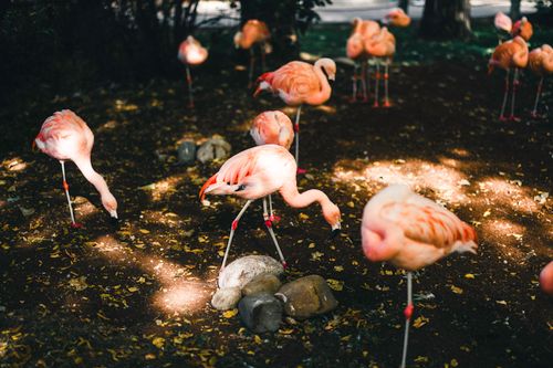 Free Flamingos basking in dappled sunlight among trees and fallen leaves in Calgary, Alberta. Stock Photo