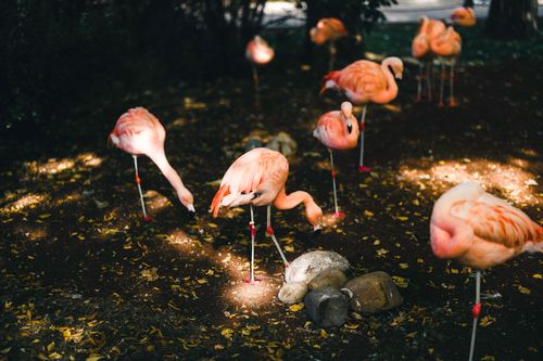 Free A group of flamingos foraging in a sun-dappled park with scattered autumn leaves, Calgary Zoo. Stock Photo