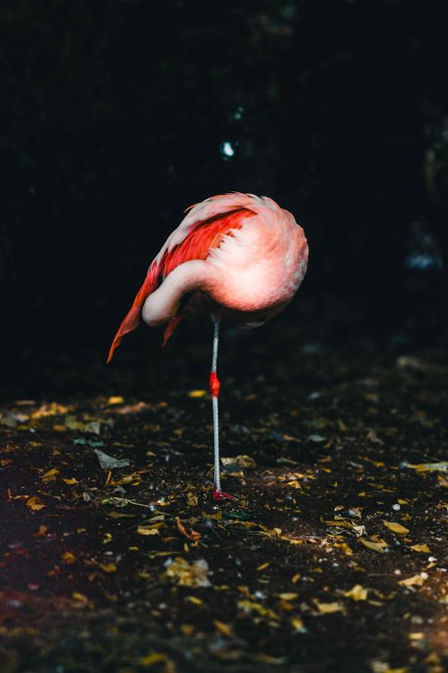 Free A pink flamingo stands elegantly on one leg amidst fallen leaves in a natural setting. Stock Photo