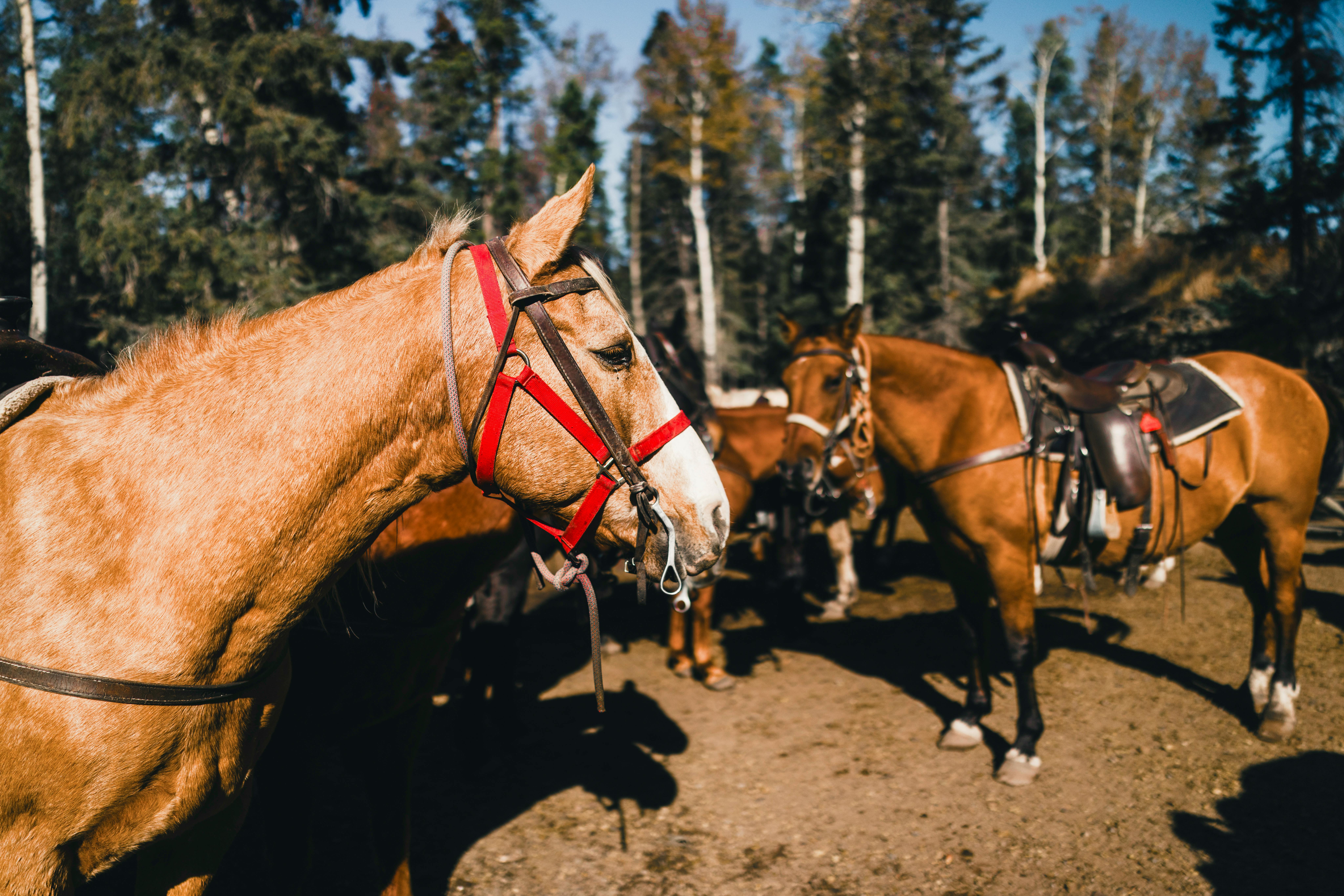 Paysage canadien serein