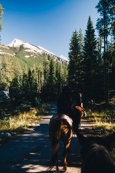Scenic horseback journey through a Canadian forest with mountain backdrop.