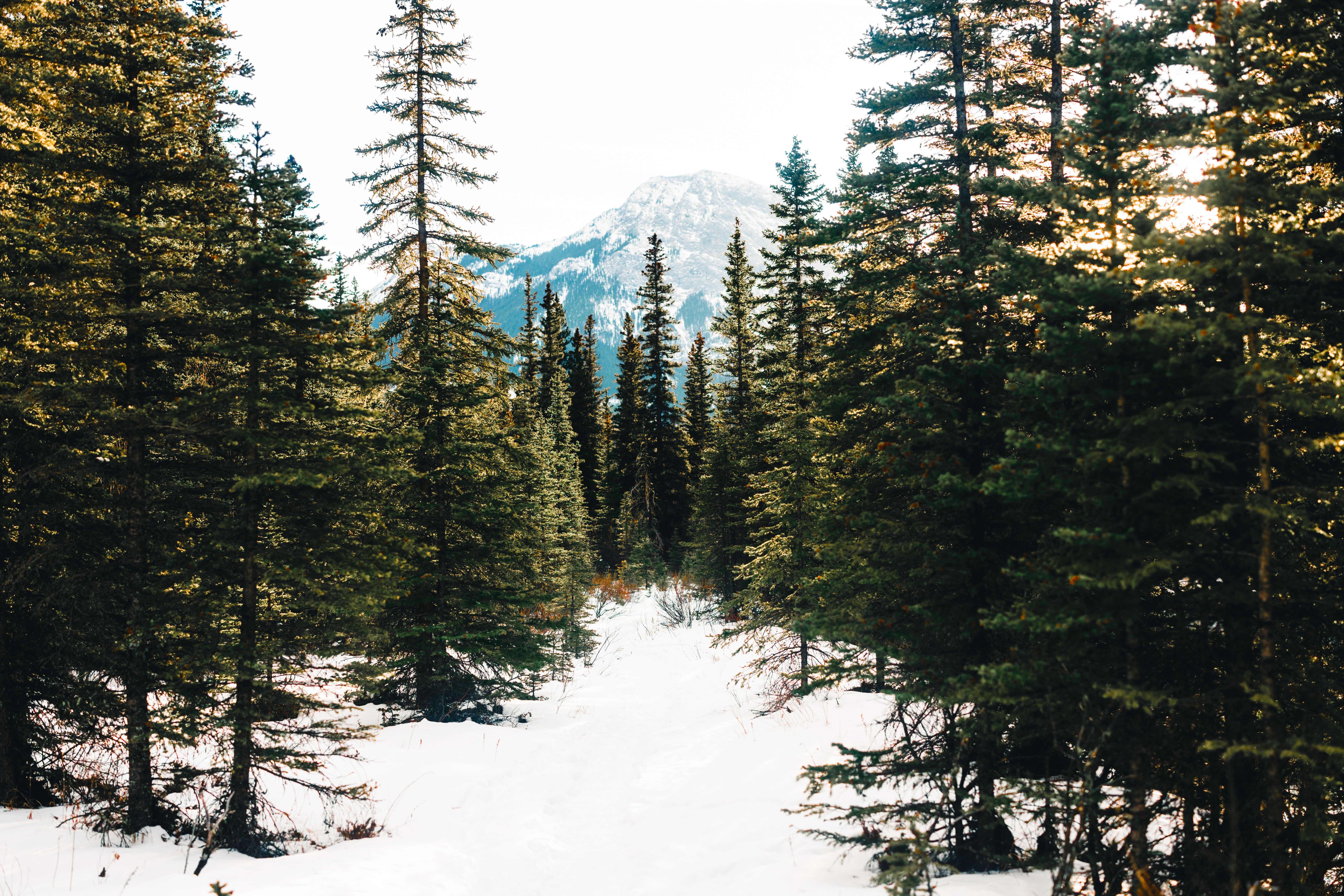 Scenic Winter Forest Path in Canadian Wilderness · Free Stock Photo