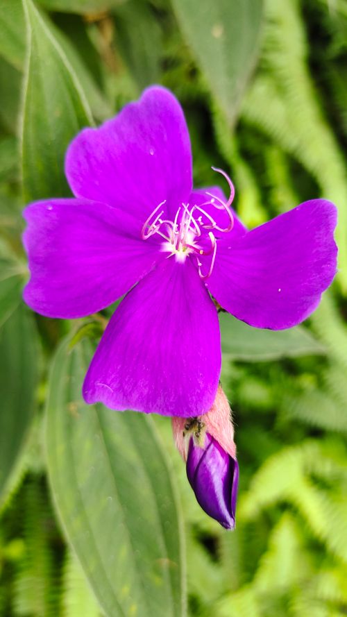 Free stock photo of bloom, blossom, botany Stock Photo