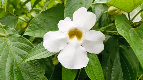 Free stock photo of alba, bengal, bloom Stock Photo