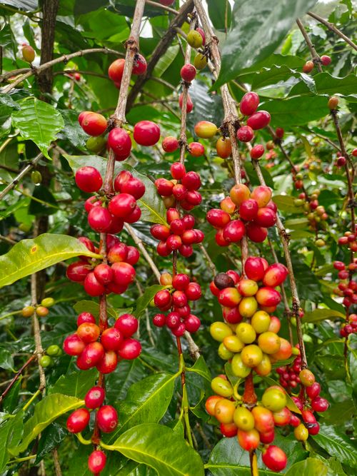 Free stock photo of agriculture, arabica, aroma Stock Photo