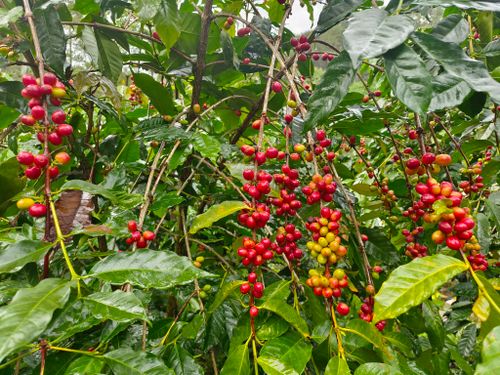 Free stock photo of agriculture, arabica, aroma Stock Photo