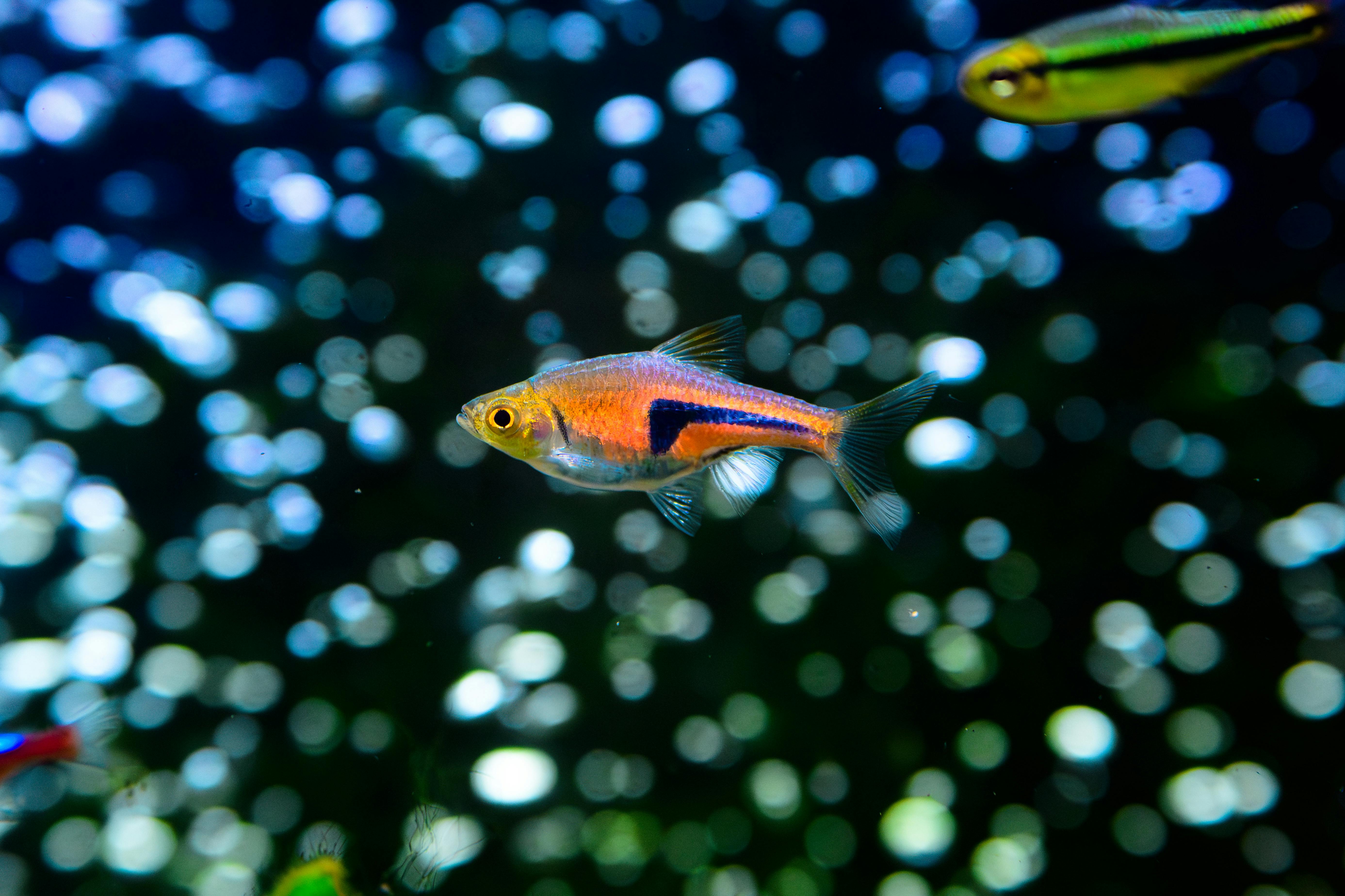 Vibrant fish swimming in a freshwater aquarium with bokeh effect in Hong Kong.