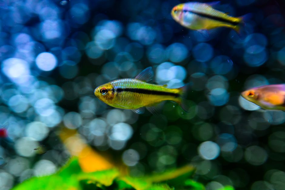 Close-up of a vibrant Betta fish swimming gracefully in a glass aquarium.