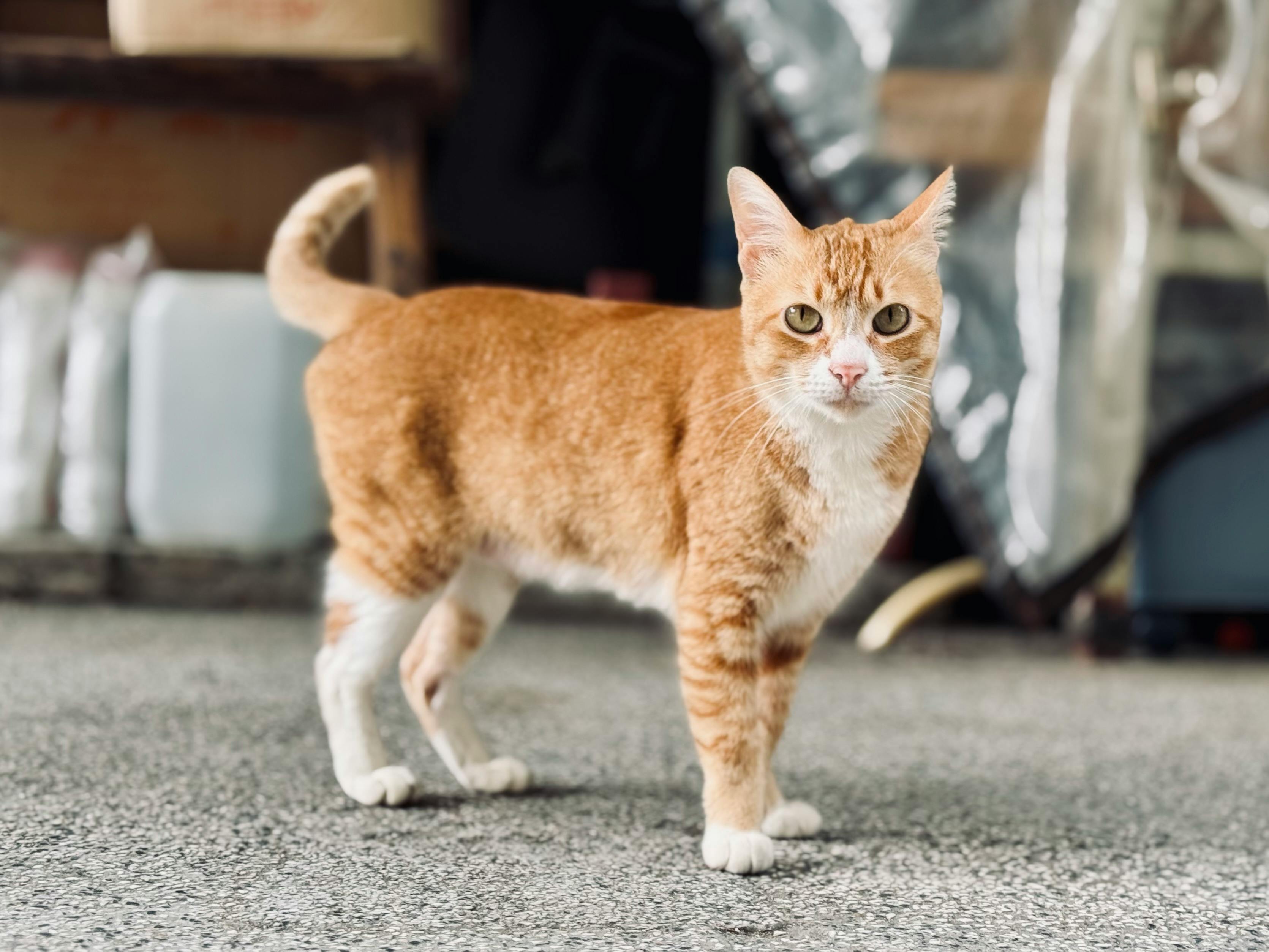 柯尼斯卷毛猫 - 猫咪