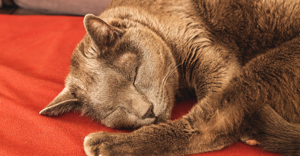 Pourquoi le sommeil est crucial pour les animaux âgés