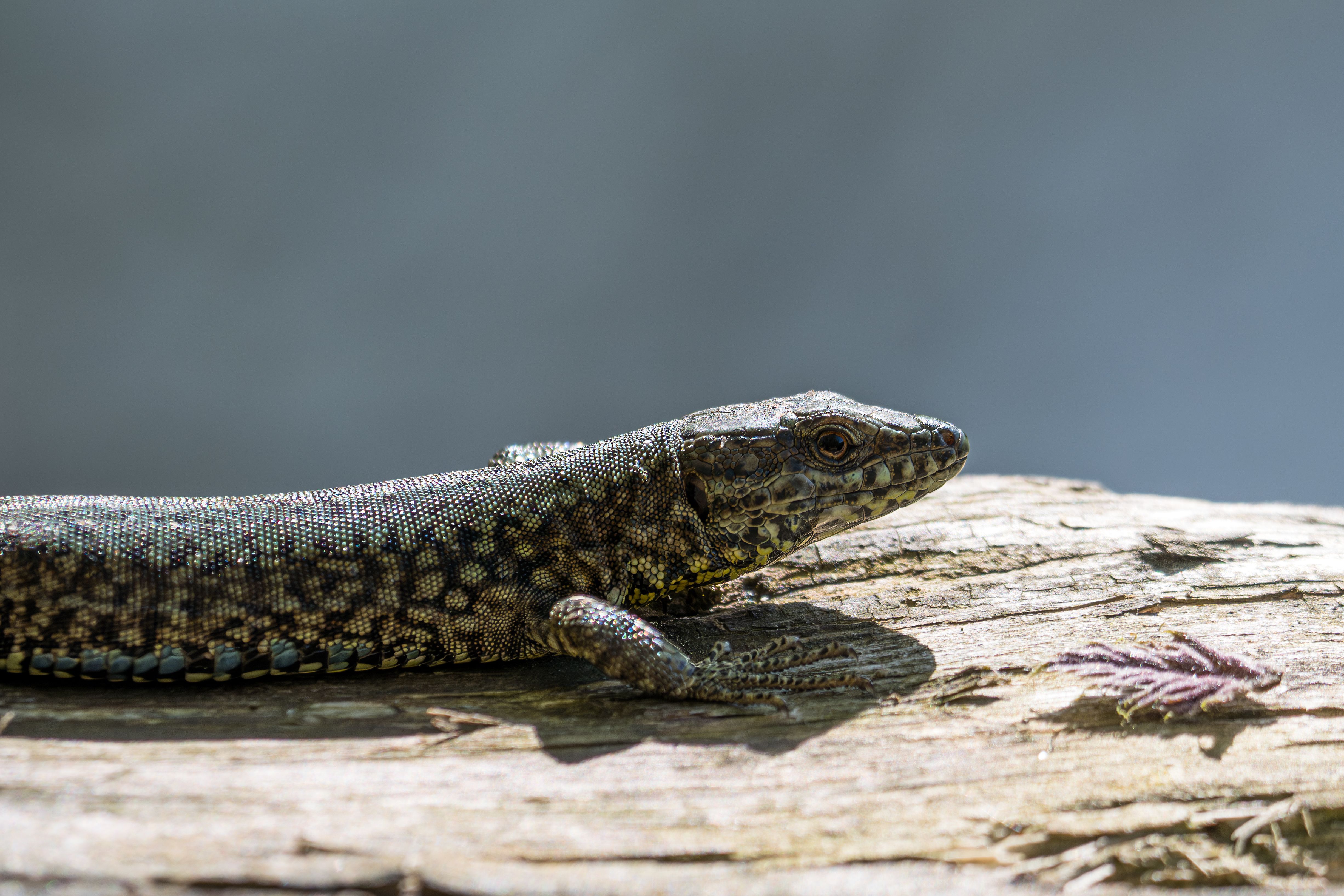 Close-up of Lizard Sunbathing on a Log · Free Stock Photo
