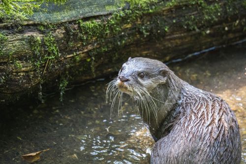 Free A wet otter with a curious expression in a forest stream near a moss-covered log. Stock Photo